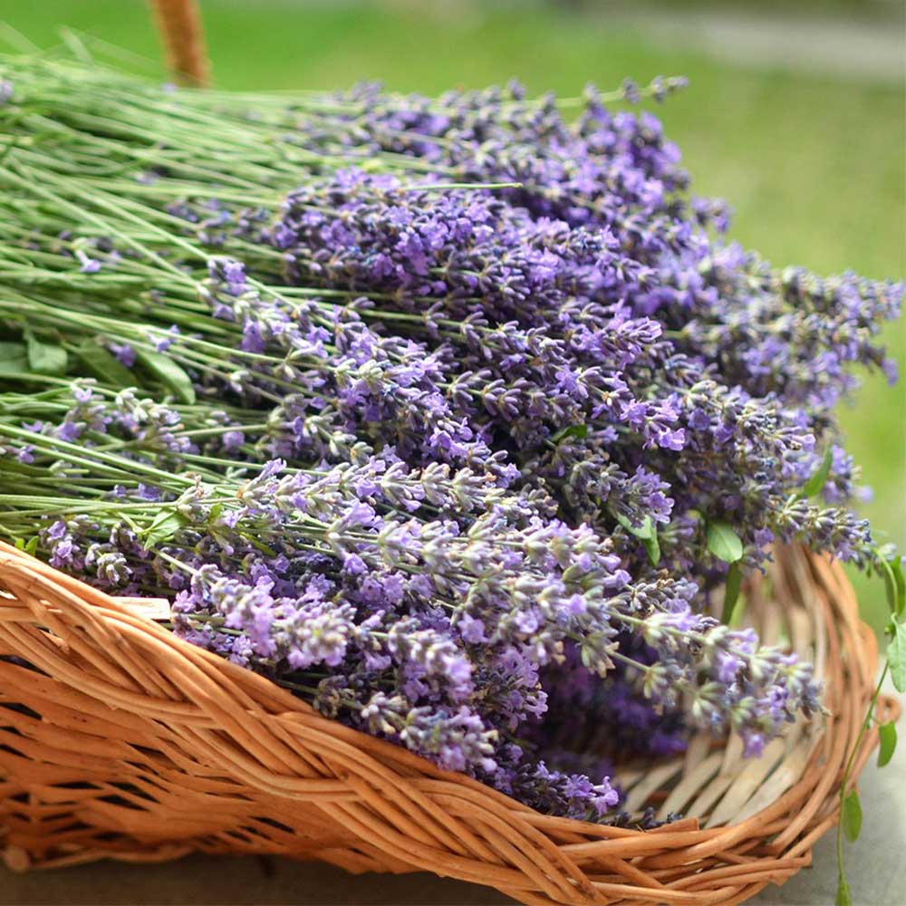 Lavender Soy Wax Candle Hand-Poured Candle Brigid Trading Company